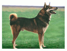 Породы собак - Западносибирская лайка