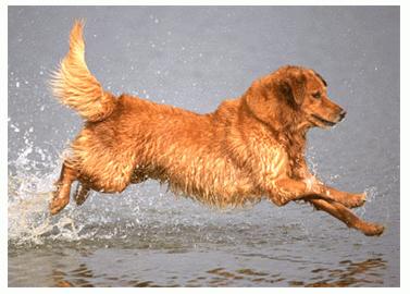 Породы собак - Золотистый ретривер