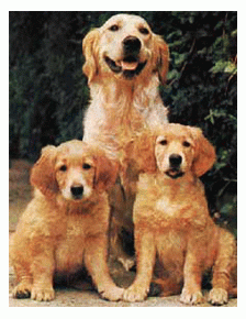 Породы собак - Золотистый ретривер