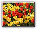 spring flowers wallpaper